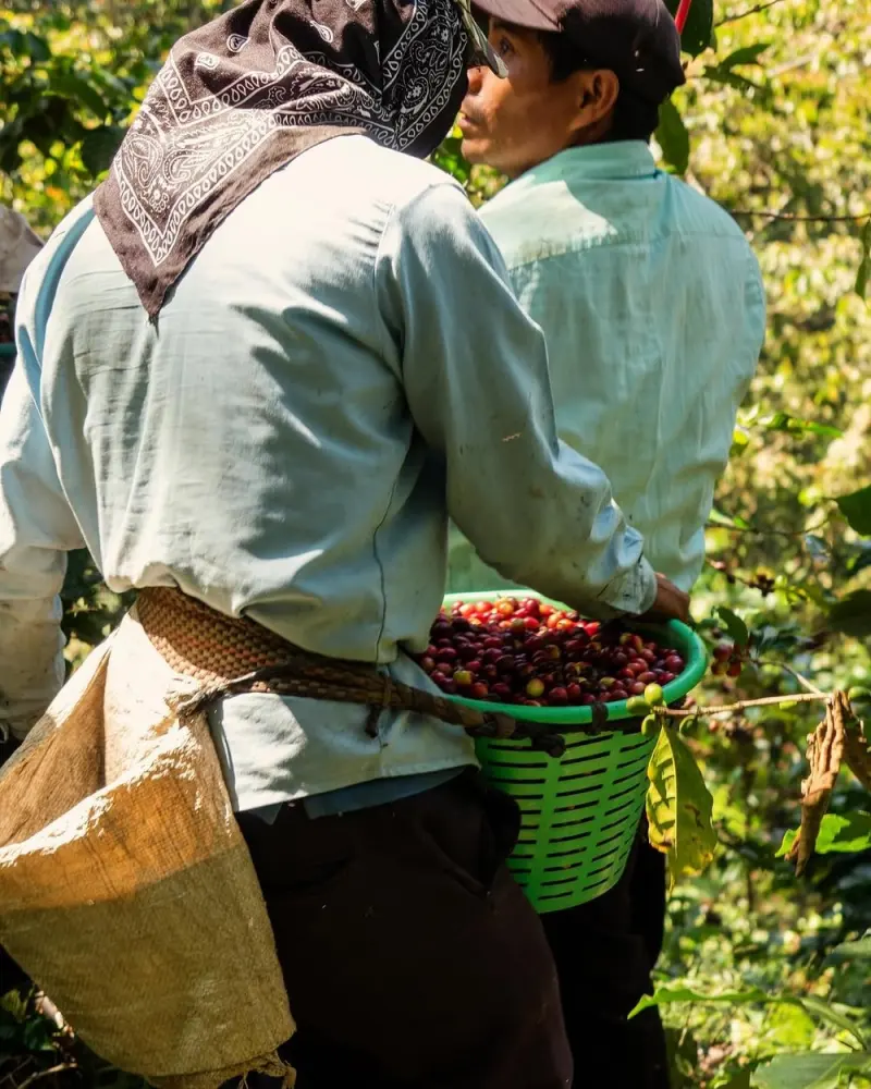 Matthieu Valade sur le terrain avec un partenaire local, sourcing de café dans la réserve de biosphère El Triunfo, Chiapas, Mexique